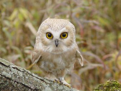 Northern Saw-whet Owl