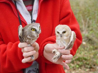 Northern Saw-whet Owl