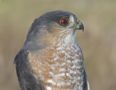 Sharp-shinned Hawk adult male