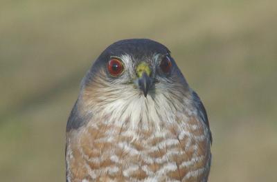 Sharp-shinned Hawk adult male