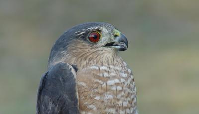 Sharp-shinned Hawk adult female