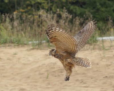 Great Horned Owl