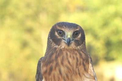 Northern Harrier juvenile male