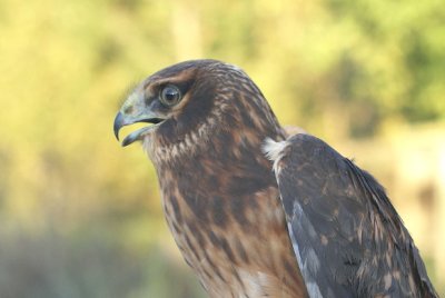 Northern Harrier juvenile male