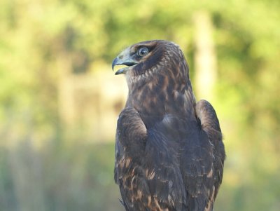 Northern Harrier juvenile male