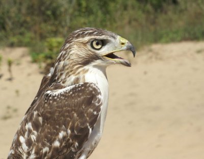 Red-tailed Hawk juvenile