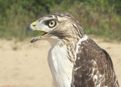 Red-tailed Hawk juvenile
