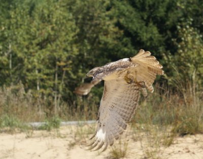 Red-tailed Hawk juvenile
