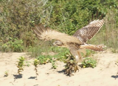 Red-tailed Hawk juvenile