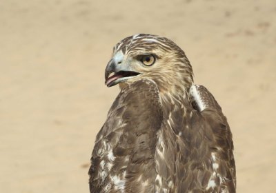 Red-tailed Hawk juvenile