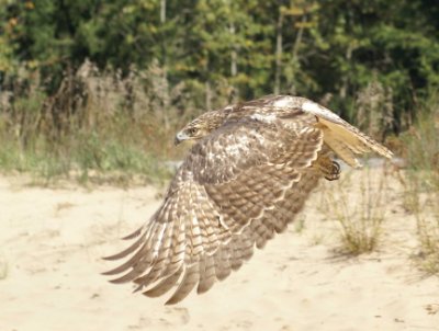Red-tailed Hawk juvenile