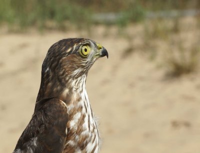 Sharp-shuinned Hawk juvenile male