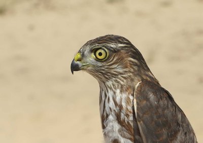 Sharp-shuinned Hawk juvenile male