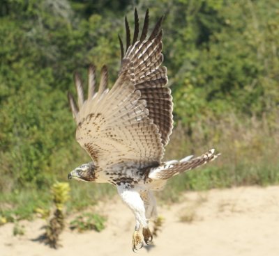 Red-tailed Hawk juvenile