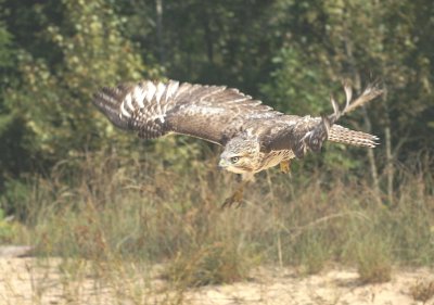 Red-tailed Hawk juvenile
