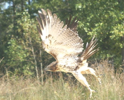 Red-tailed Hawk juvenile