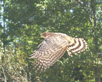 Cooper's Hawk juvenile female
