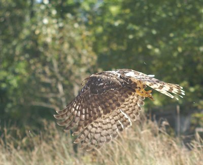 Cooper's Hawk juvenile female
