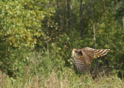 Sharp-shinned Hawk juvenile female