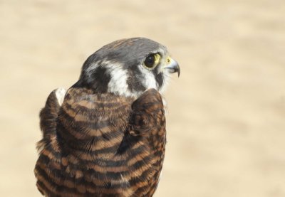 American Kestrel juvenile female