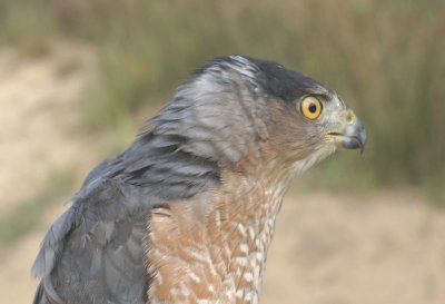 Cooper's Hawk adult male