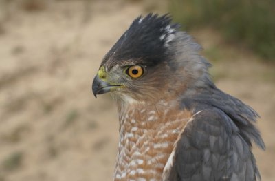 Cooper's Hawk adult male