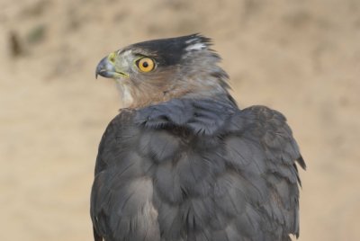 Cooper's Hawk adult male