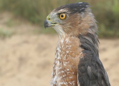 Cooper's Hawk adult male