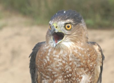 Cooper's Hawk adult male