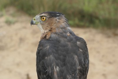 Cooper's Hawk adult male