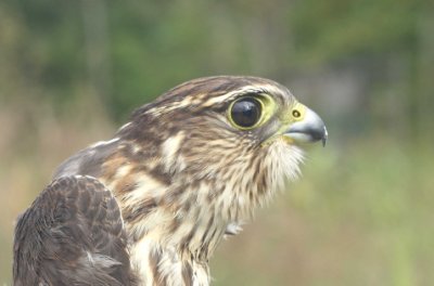 Merlin juvenile female