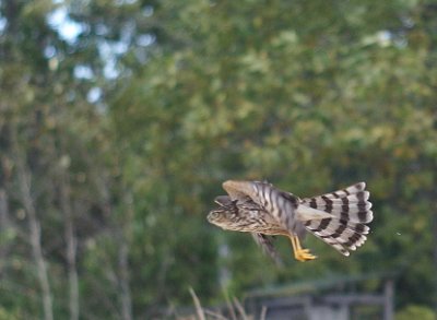 Sharp-shinned Hawk juvenile female