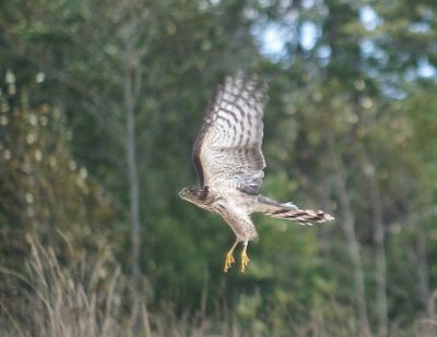 Sharp-shinned Hawk juvenile female