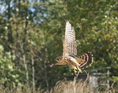 Merlin juvenile female