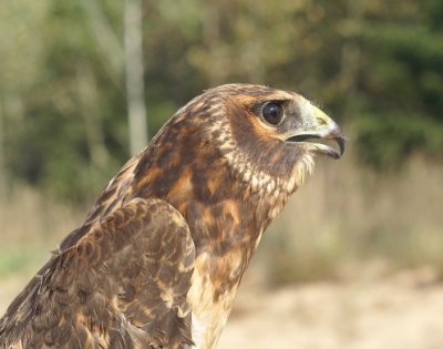 Northern Harrier juvenile female
