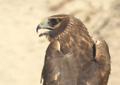 Northern Harrier juvenile female
