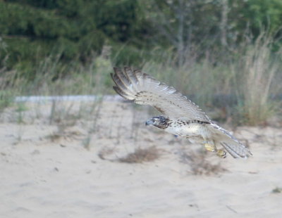 Red-tailed Hawk juvenile