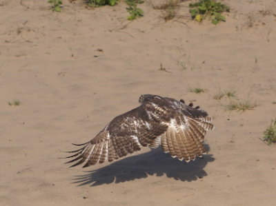 Red-tailed Hawk juvenile
