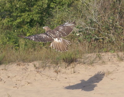 Red-tailed Hawk juvenile