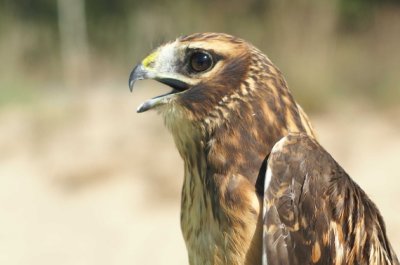 Northern Harrier juvenile female