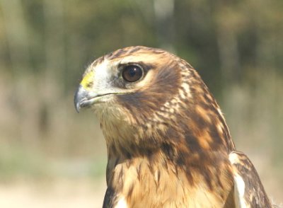 Northern Harrier juvenile female