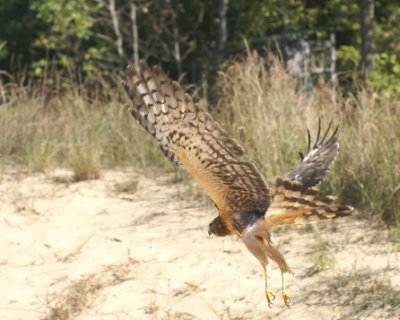Northern Harrier juvenile female