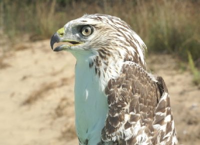 Red-tailed Hawk juvenile