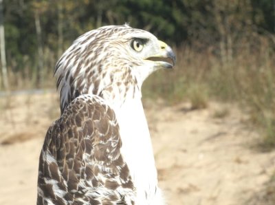 Red-tailed Hawk juvenile
