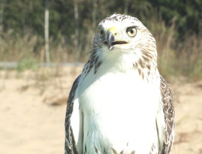 Red-tailed Hawk juvenile