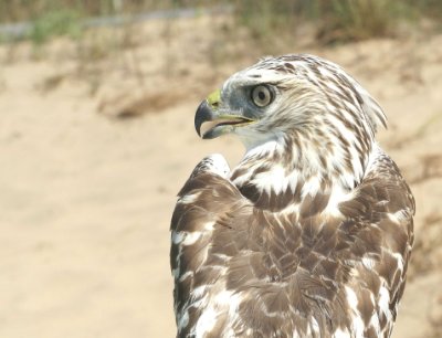 Red-tailed Hawk juvenile
