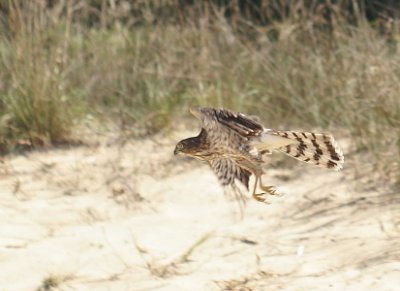 Sharp-shinned Hawk juvenile male