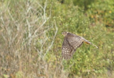 Sharp-shinned Hawk juvenile male