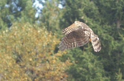 Sharp-shinned Hawk juvenile male