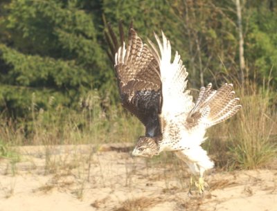 Red-tailed Hawk juvenile